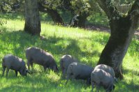 free-range-iberian-pigs.jpg