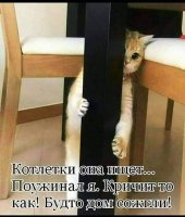 котик.jpg