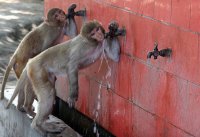 monkeys-taps_1633114i.jpg