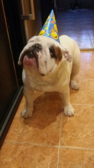 Владимир - кашкаевод)