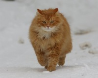 дамочка